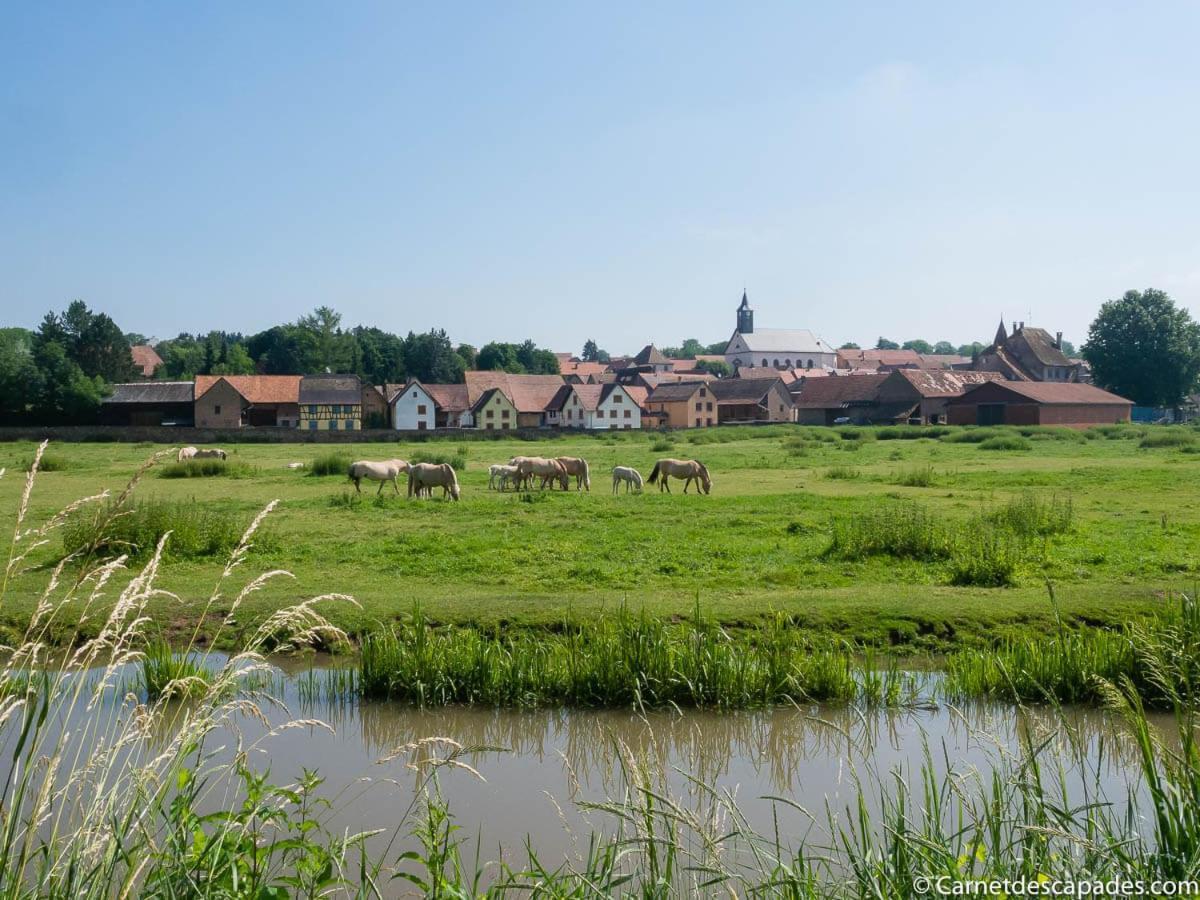 הוילה וינצנהיים Coeur D'Alsace Colmar Vignobles Ouest Avec Terrasses מראה חיצוני תמונה