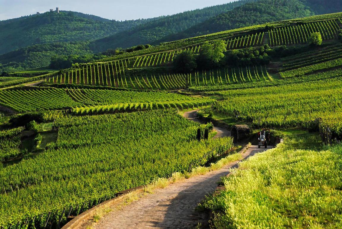 הוילה וינצנהיים Coeur D'Alsace Colmar Vignobles Ouest Avec Terrasses מראה חיצוני תמונה